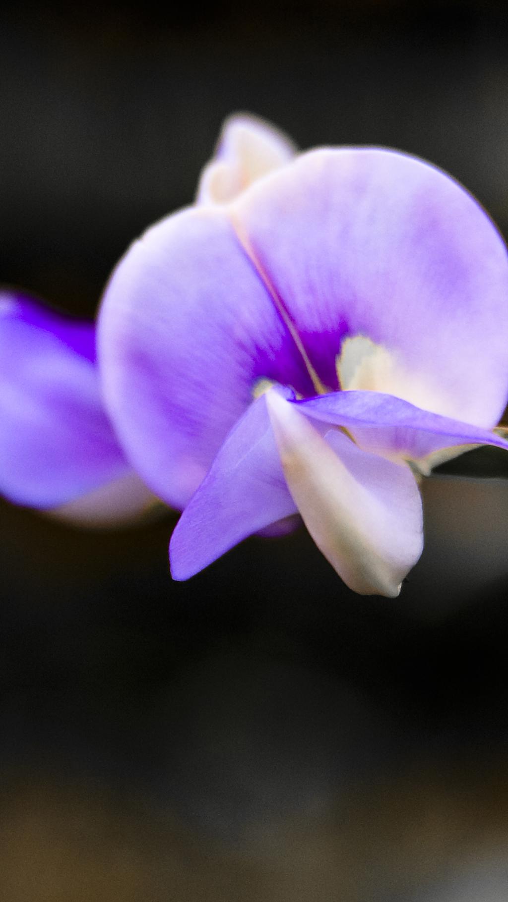 鲜花相伴的唯美小清新手机壁纸