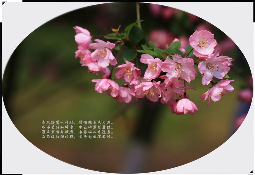 妖艳的垂丝海棠图片