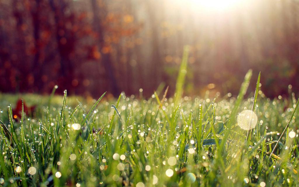 夏天早晨的露珠唯美风景壁纸