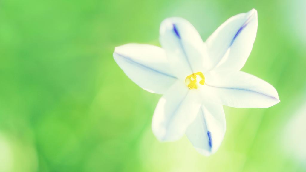 夏天唯美的小花高清桌面壁纸