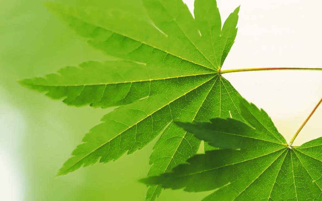 夏天清新绿叶高清壁纸