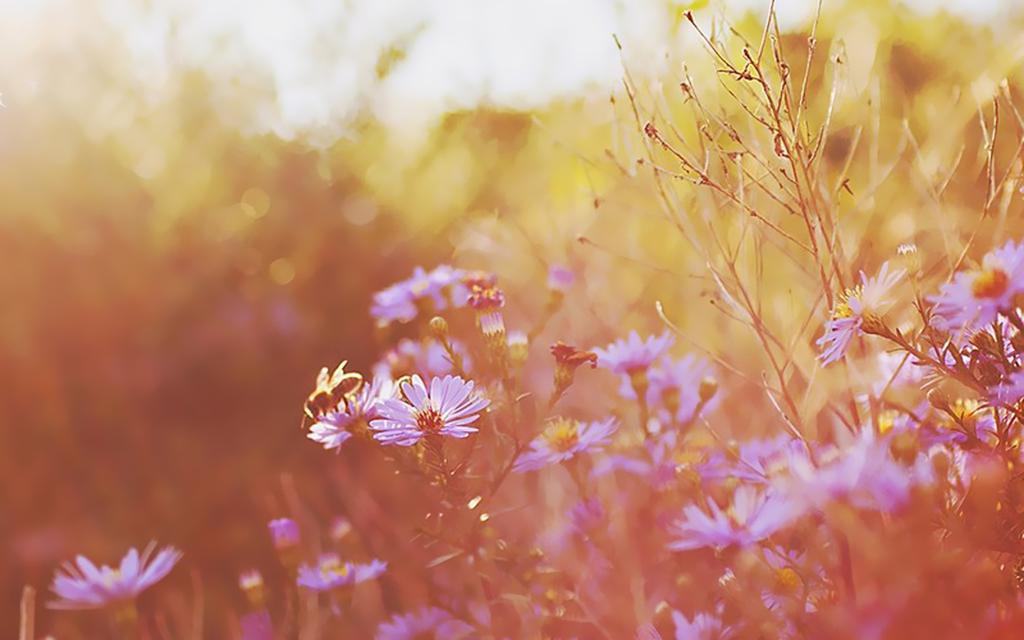 温暖阳光夏天风景壁纸