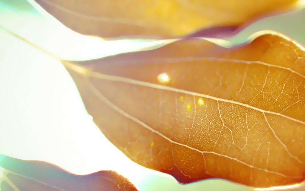 温暖阳光夏天风景壁纸