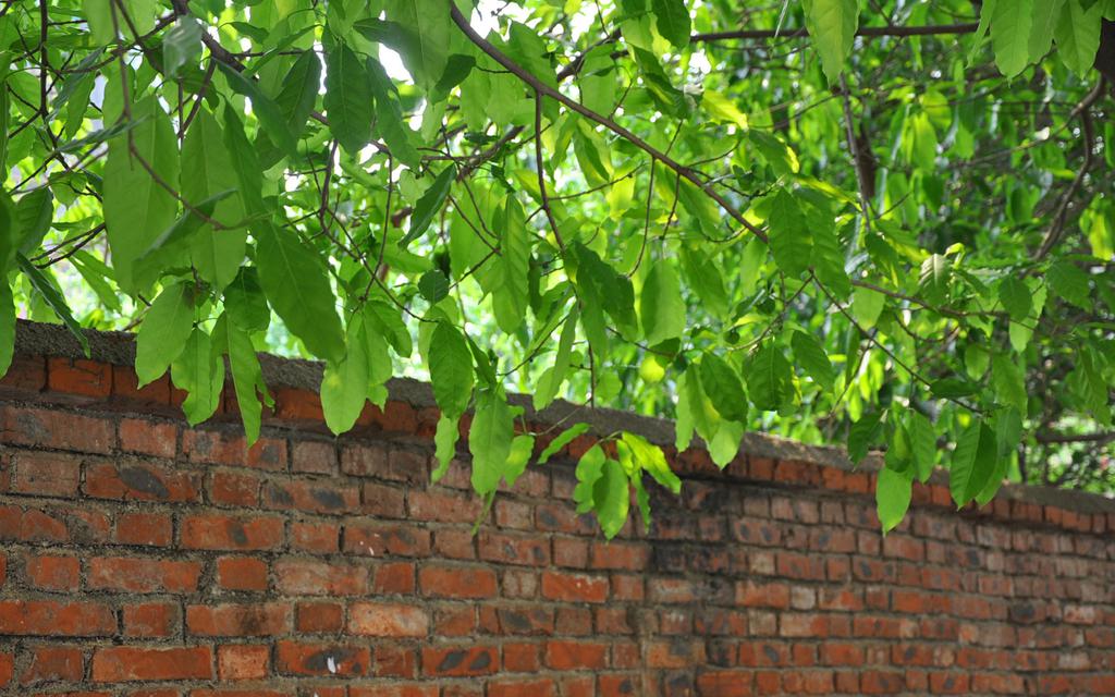 夏天阳光桌面壁纸