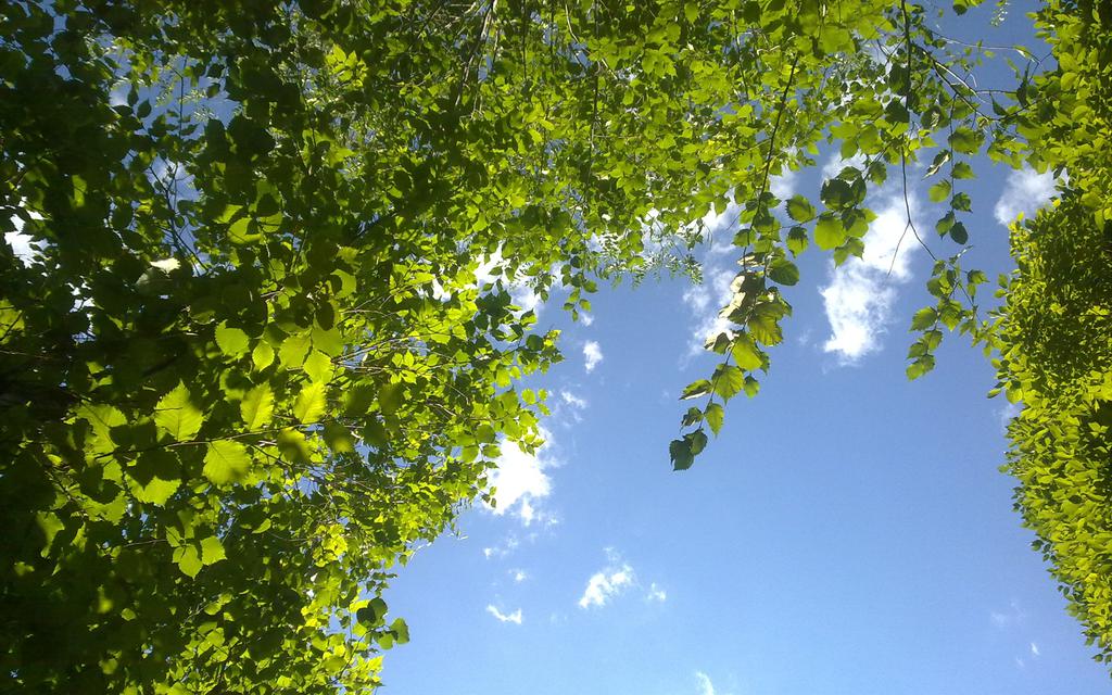 夏天阳光桌面壁纸