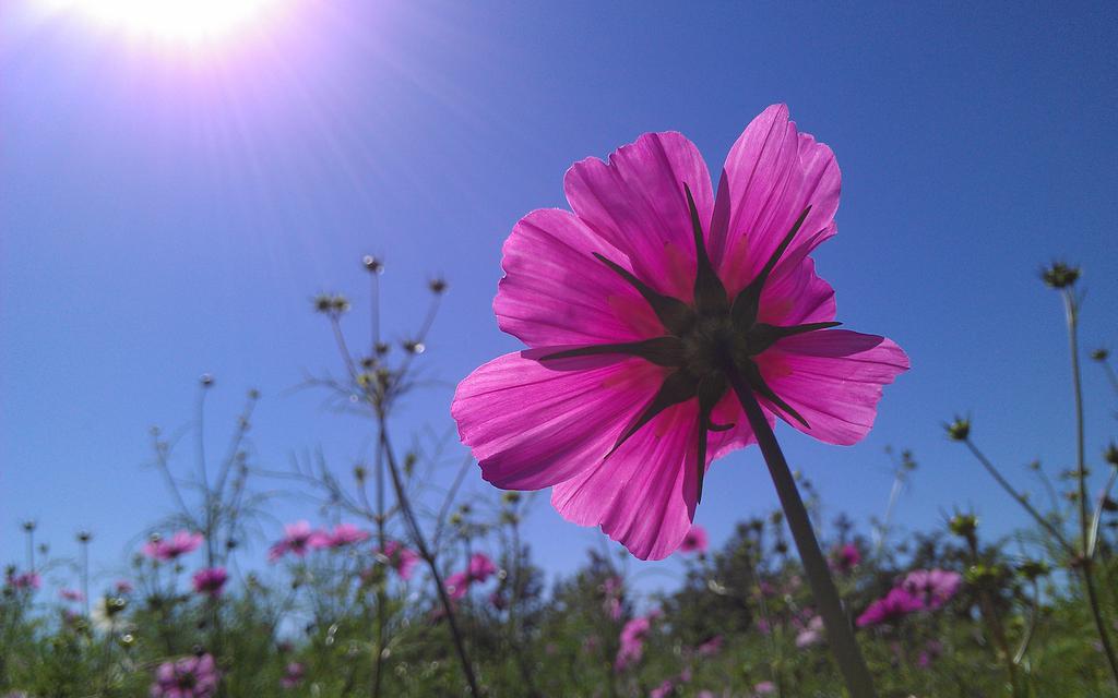 夏天阳光桌面壁纸
