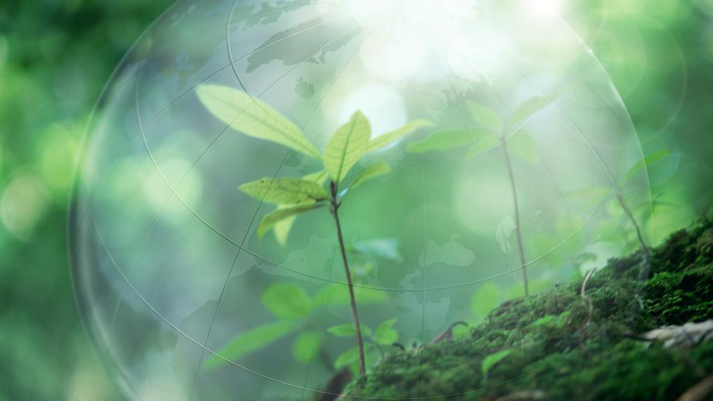 夏天的阳光与绿叶图片壁纸