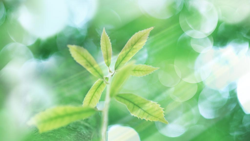 夏天的阳光与绿叶图片壁纸