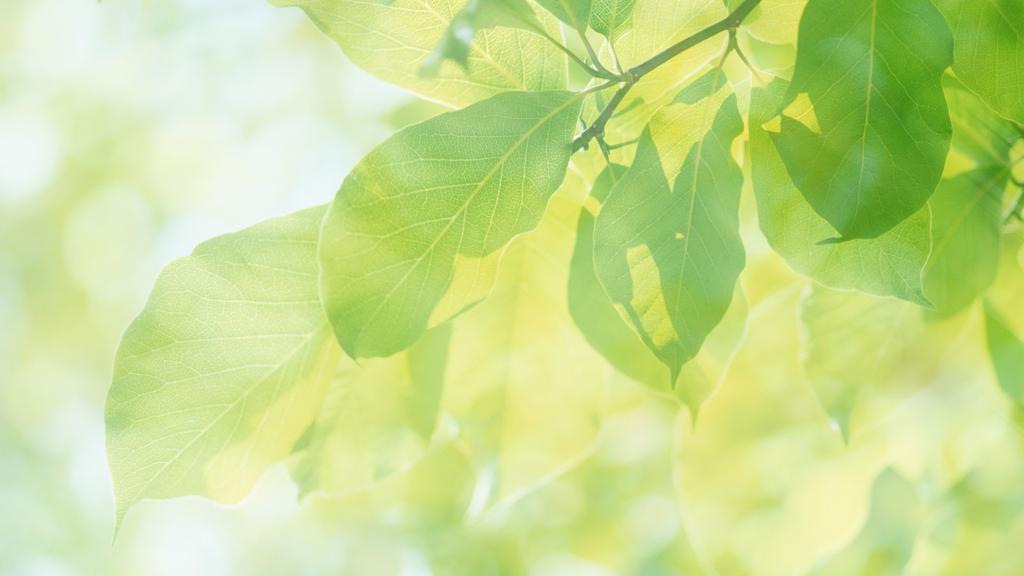 夏天的阳光与绿叶图片壁纸