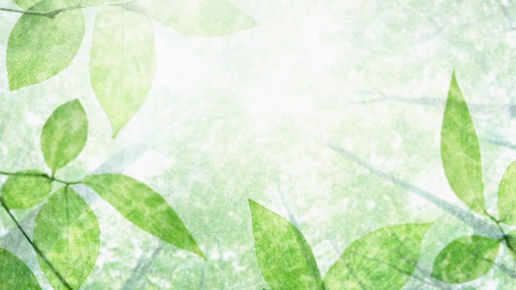 夏天的阳光与绿叶图片壁纸