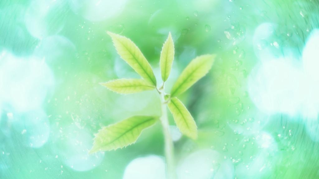 夏天的阳光与绿叶图片壁纸