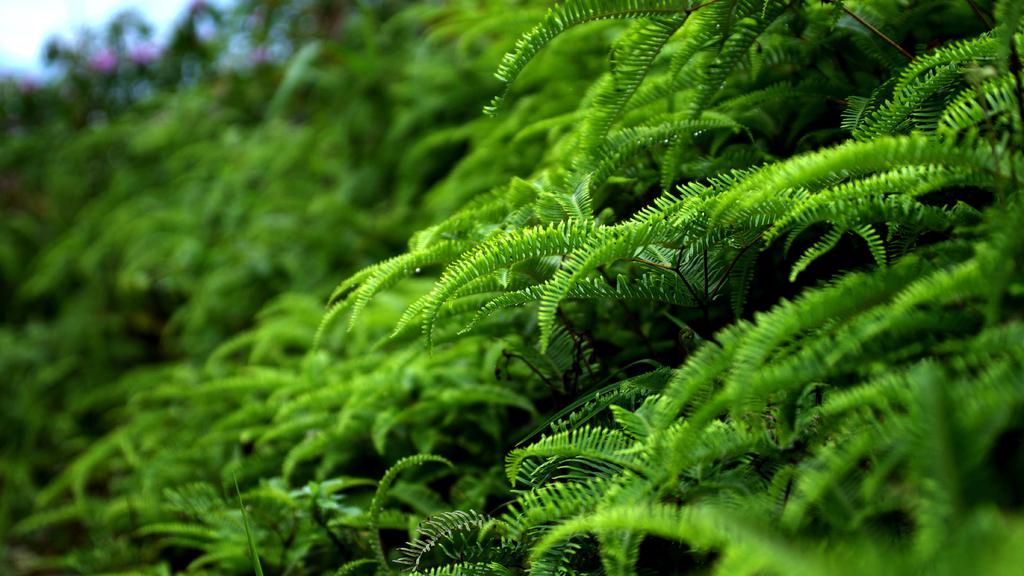 夏天的阳光与绿叶图片壁纸