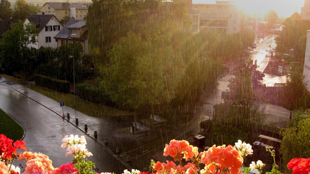 清新夏天的雨壁纸