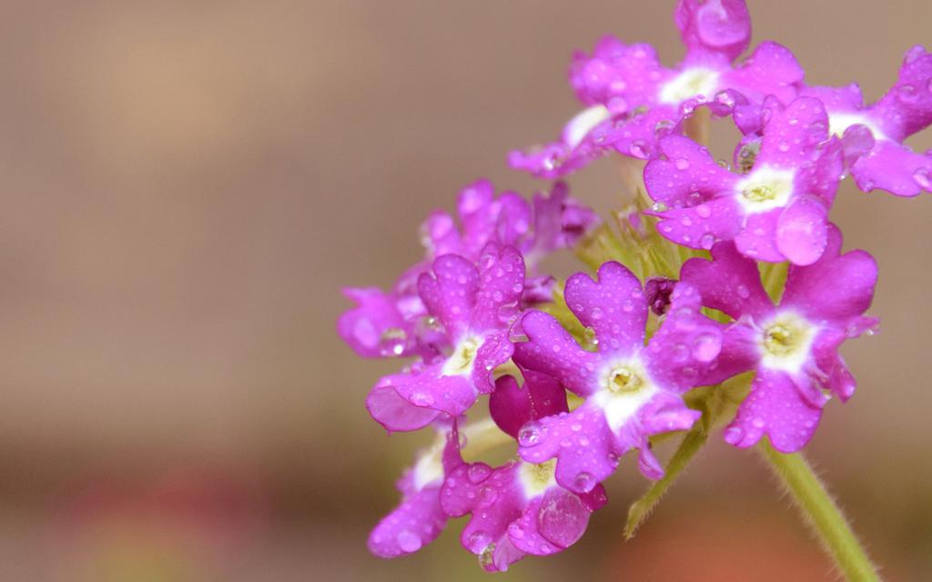 夏天雨的倾诉桌面壁纸