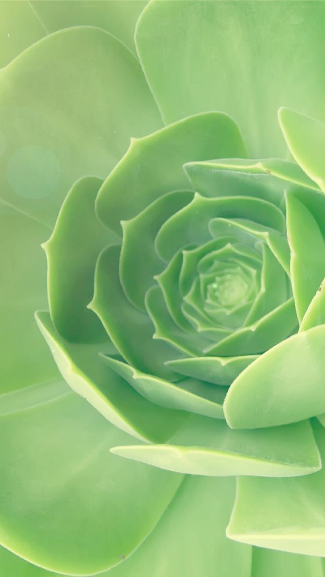 清新花草手机壁纸