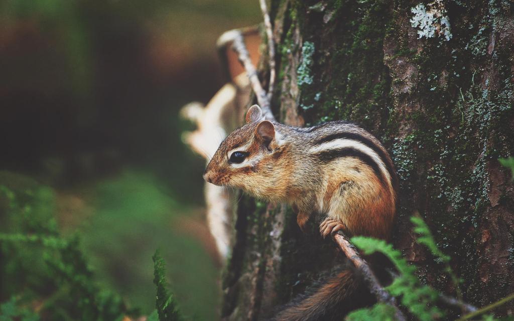 萌萌哒小松鼠图片
