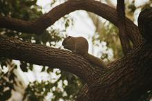 萌萌哒小松鼠图片