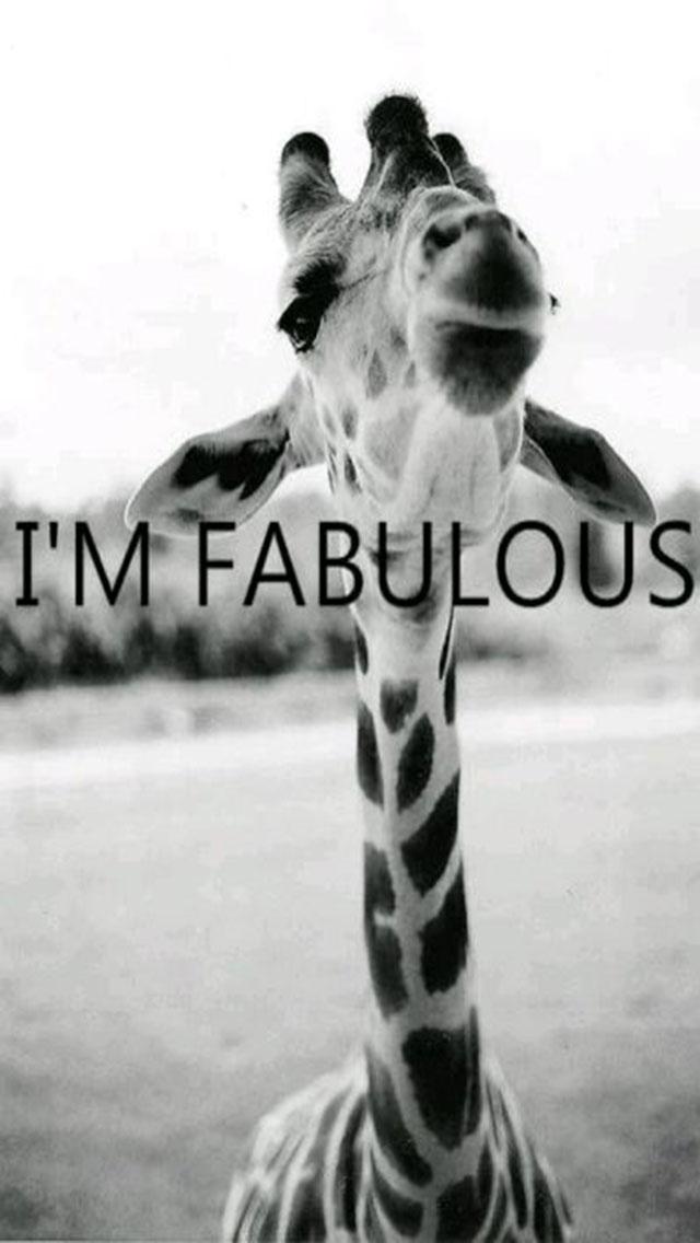 萌动物搞笑壁纸