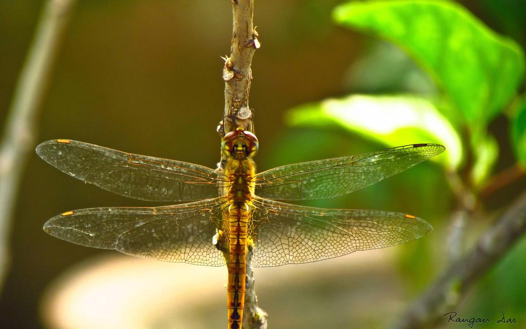 春天花园唯美景色桌面壁纸