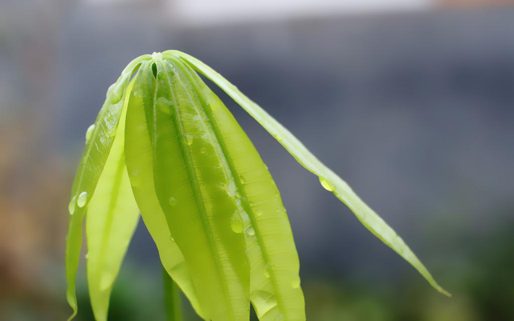 绿意盎然的春天自然壁纸