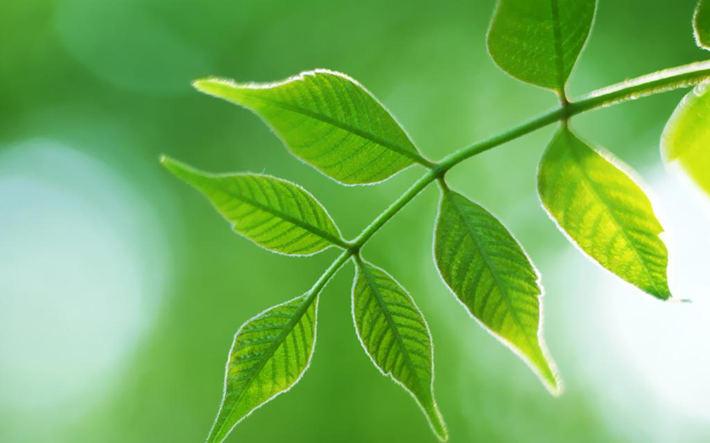 春天绿意盎然的树叶桌面壁纸