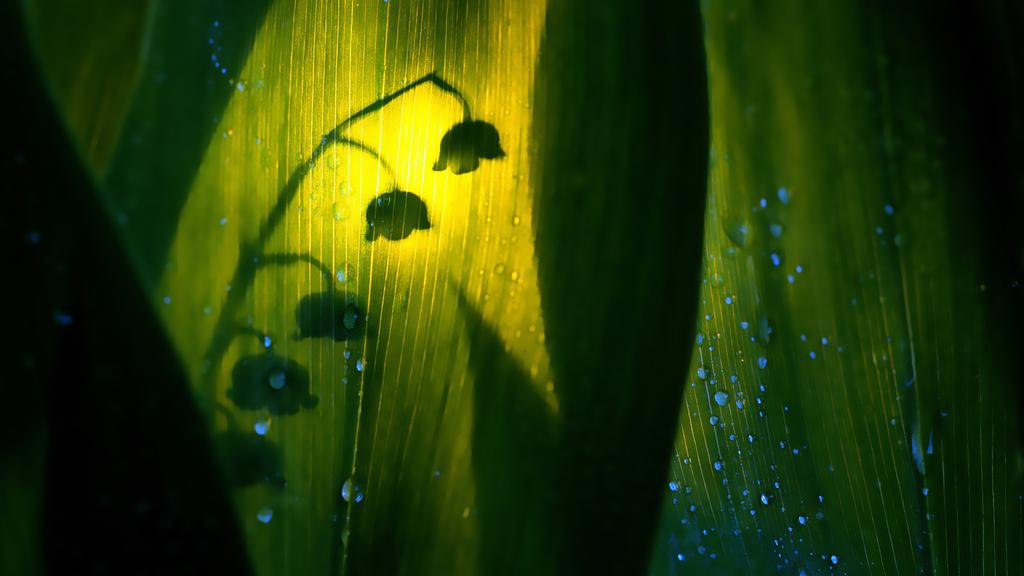 唯美绿意盎然春天桌面壁纸