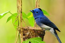 春天小鸟唯美电脑壁纸