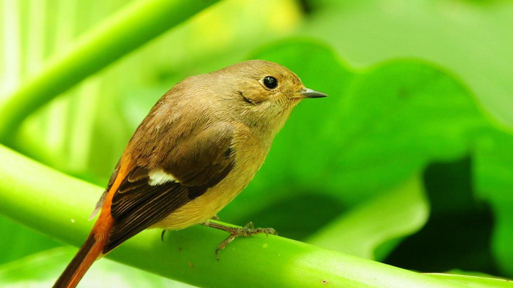 春天小鸟唯美电脑壁纸