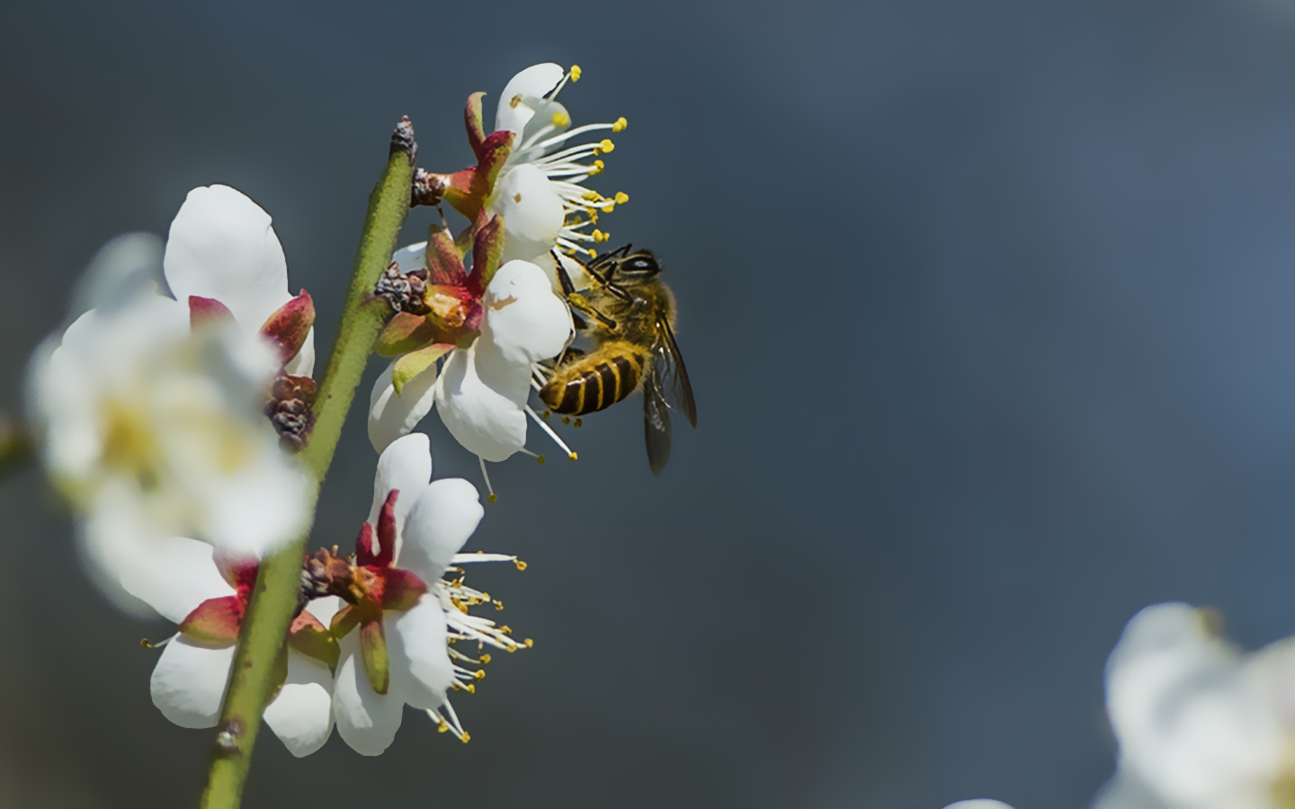 早春的白梅唯美图片壁纸