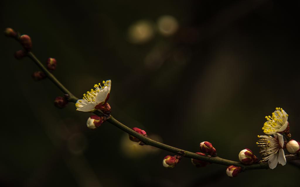 春天的梅花唯美桌面壁纸