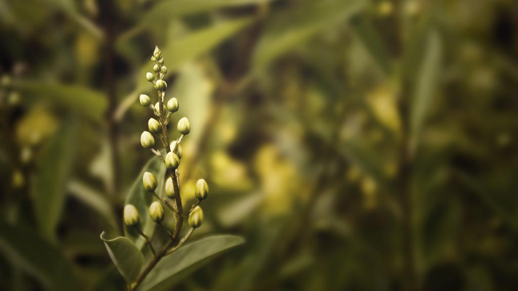 春天尚未绽放的花苞唯美壁纸