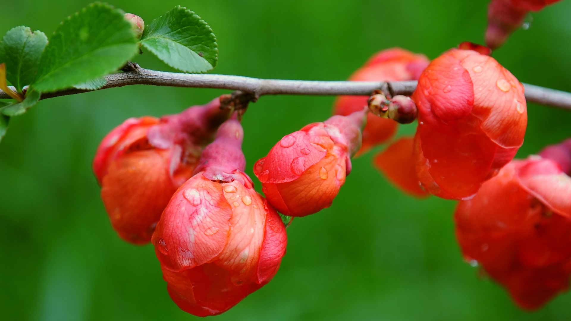 春天尚未绽放的花苞唯美壁纸