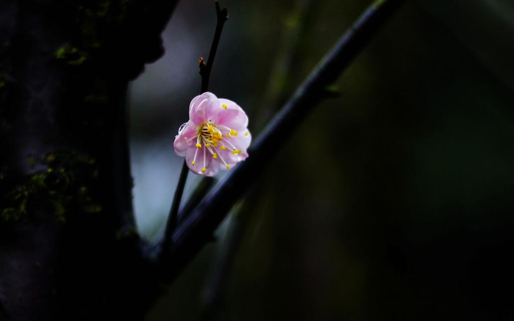 百花迎春唯美图片壁纸