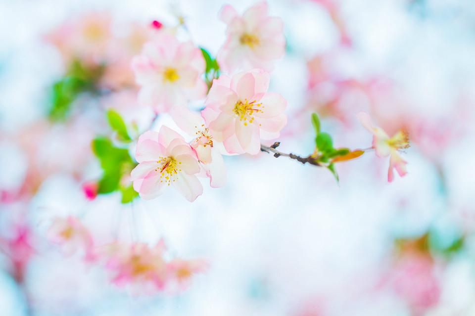 一树海棠唯美图片