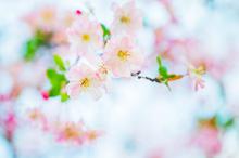 一树海棠唯美图片