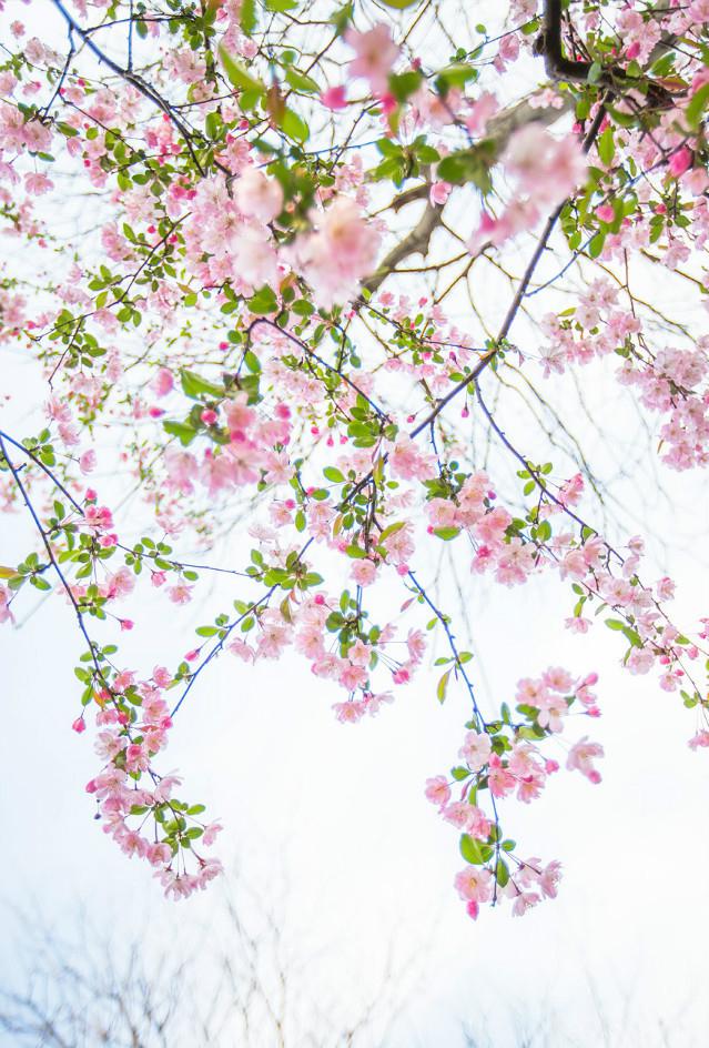 一树海棠唯美图片