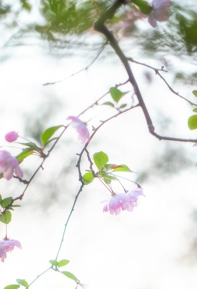 一树海棠唯美图片