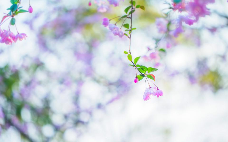 一树海棠唯美图片