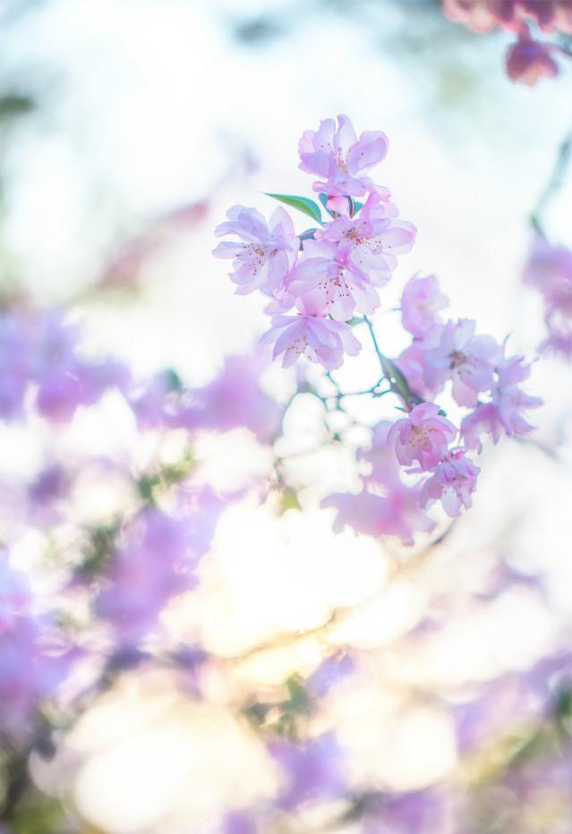 一树海棠唯美图片