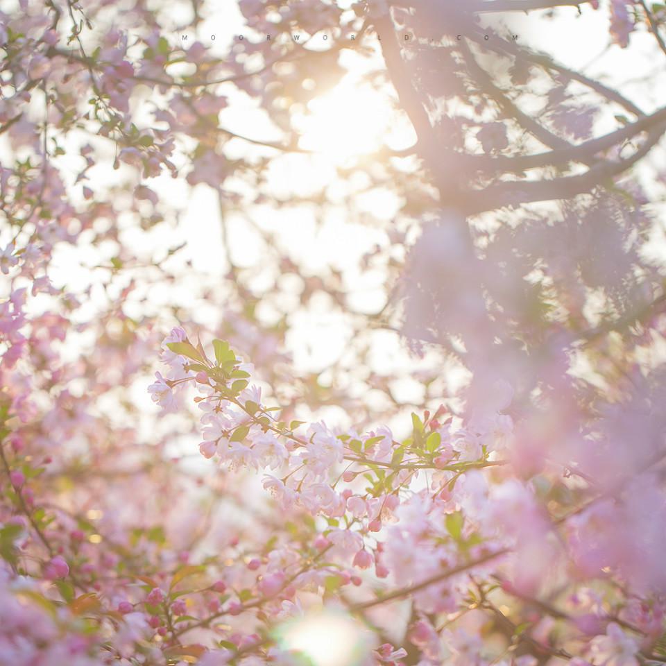 一树海棠唯美图片