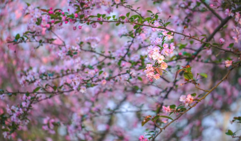 一树海棠唯美图片