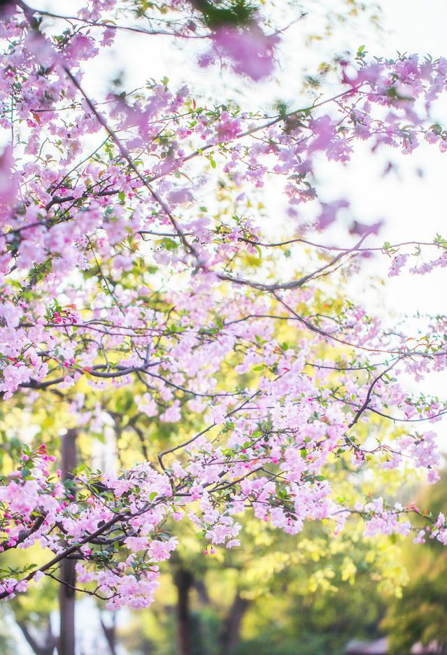 一树海棠唯美图片