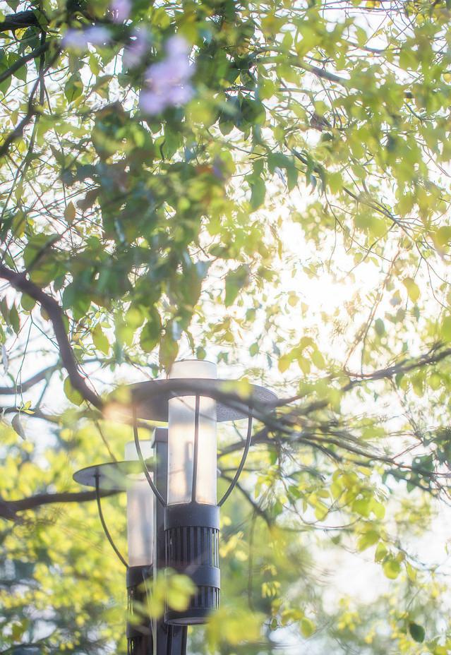 一树海棠唯美图片