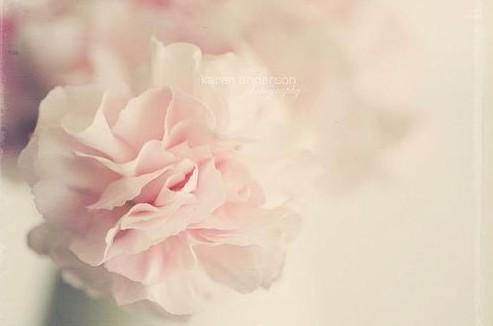 唯美优雅意境花卉图片