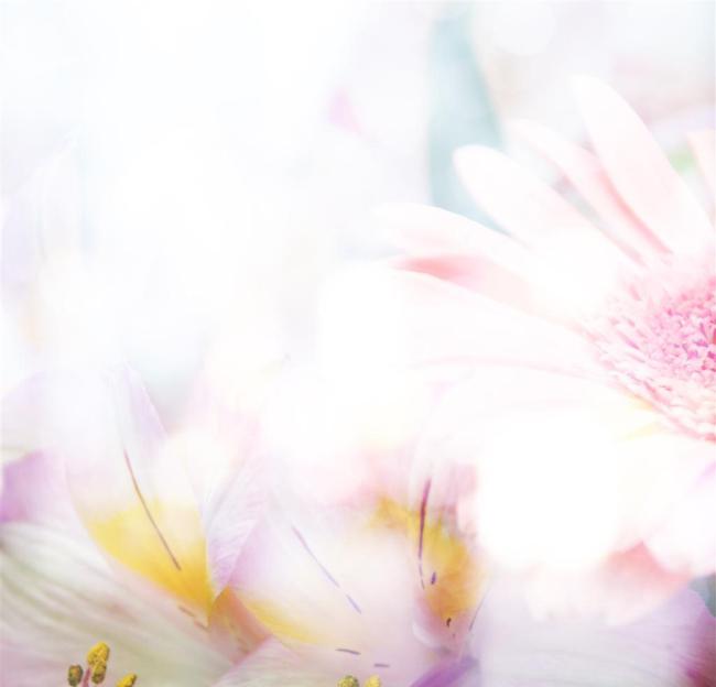 梦幻花朵优雅背景图片