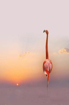 自由的鸟手机壁纸