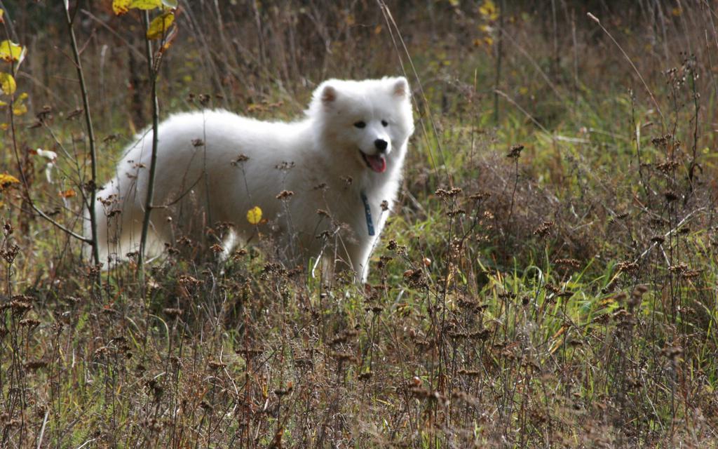 萨摩耶犬高清动物壁纸