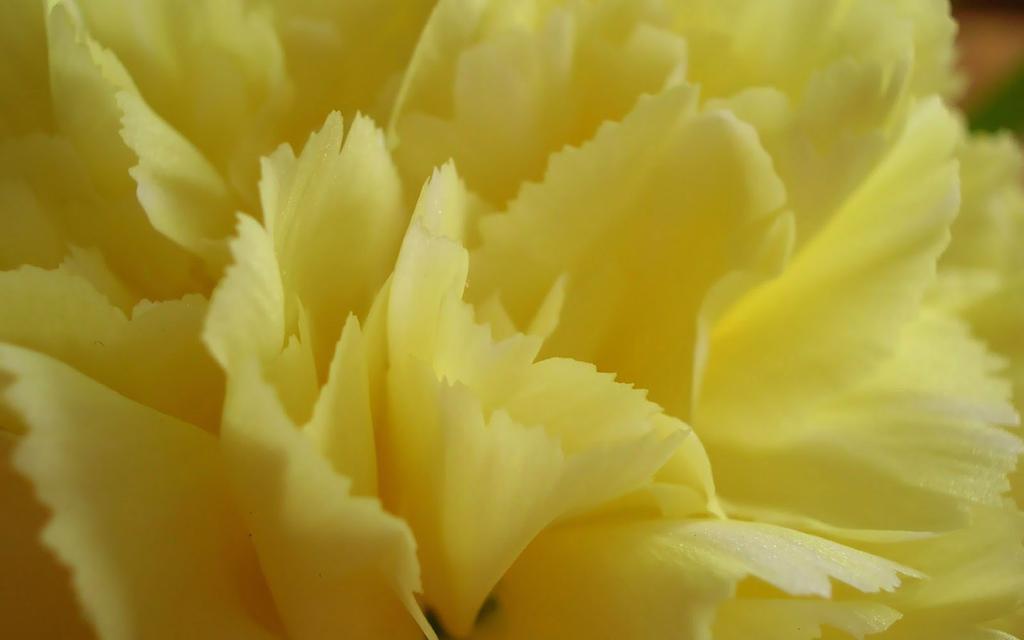 母亲节康乃馨桌面壁纸