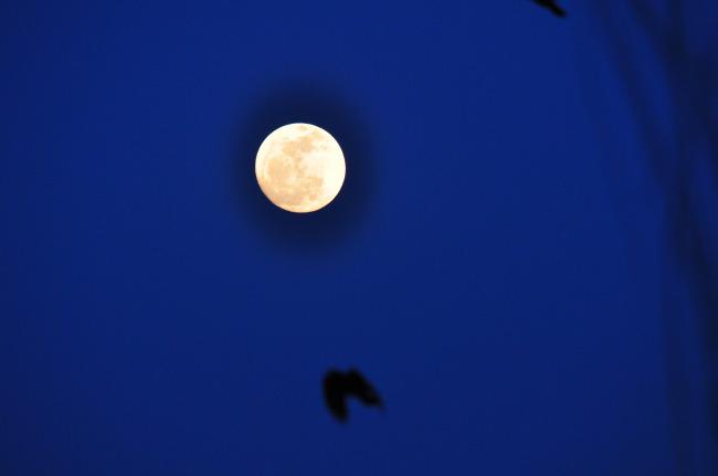 十五月亮的美图片