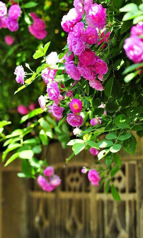 墙上花开手机壁纸